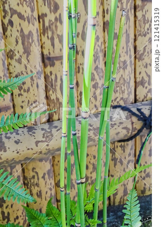 シダ植物トクサ科トクサ 121415319