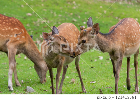 草を食べる鹿 草を食べる鹿 121415361