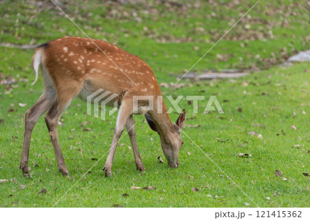 草を食べる鹿 草を食べる鹿 121415362