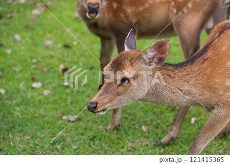 草を食べる鹿 草を食べる鹿 121415365