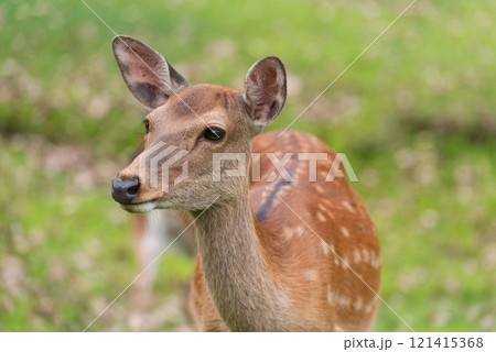 草を食べる鹿 草を食べる鹿 121415368