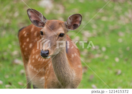 草を食べる鹿 121415372