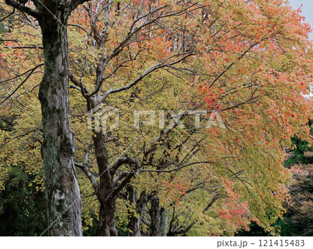ムクロジ科トウカエデの紅葉 121415483