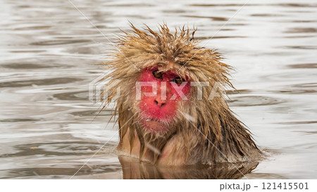 スノーモンキー（地獄谷野猿公苑） 121415501