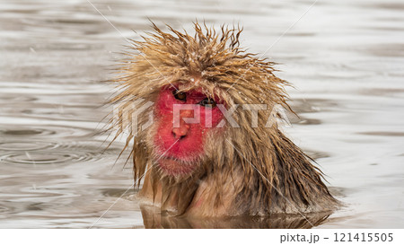 スノーモンキー（地獄谷野猿公苑） 121415505