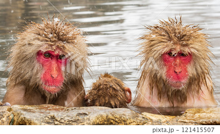 スノーモンキー(地獄谷野猿公苑) スノーモンキー(地獄谷野猿公苑) 121415507