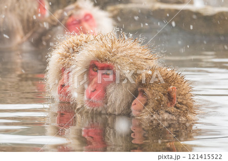 スノーモンキー(地獄谷野猿公苑) スノーモンキー(地獄谷野猿公苑) 121415522