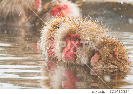 スノーモンキー（地獄谷野猿公苑） 121415524