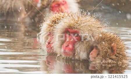 スノーモンキー(地獄谷野猿公苑) スノーモンキー(地獄谷野猿公苑) 121415525