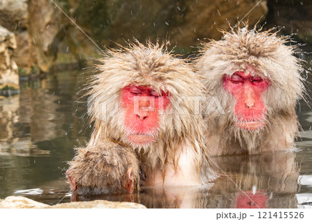 スノーモンキー（地獄谷野猿公苑） 121415526