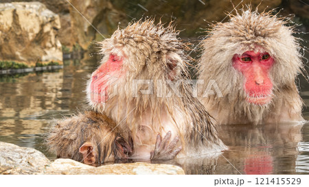 スノーモンキー(地獄谷野猿公苑) スノーモンキー(地獄谷野猿公苑) 121415529