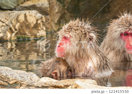スノーモンキー(地獄谷野猿公苑) スノーモンキー(地獄谷野猿公苑) 121415530