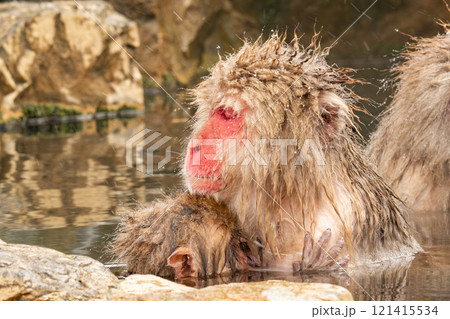 スノーモンキー(地獄谷野猿公苑) スノーモンキー(地獄谷野猿公苑) 121415534