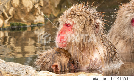 スノーモンキー(地獄谷野猿公苑) スノーモンキー(地獄谷野猿公苑) 121415535