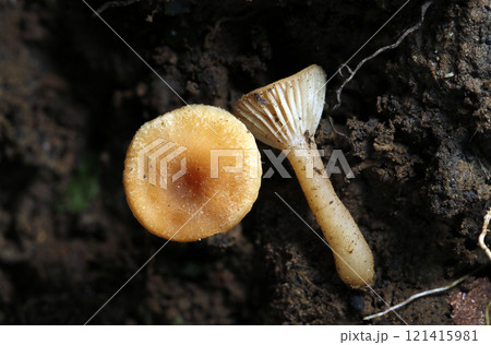 うす橙色のカサ、白いヒダと柄のキシメジ科キノコ（自然光+ストロボマクロ接写） 121415981