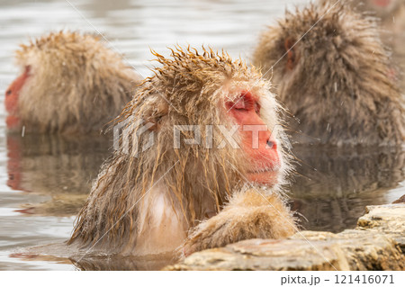 スノーモンキー(地獄谷野猿公苑) スノーモンキー(地獄谷野猿公苑) 121416071