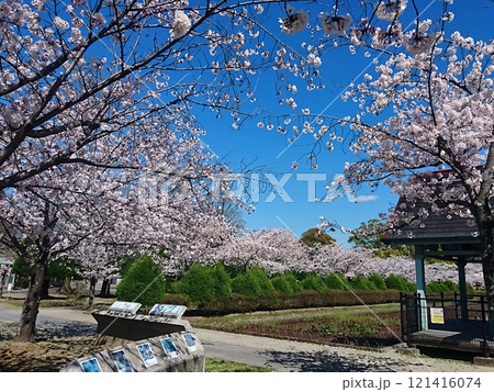佐賀県三大桜の名所散策 121416074