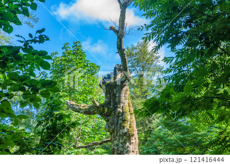 白神山地　マザーツリー　青森県 121416444