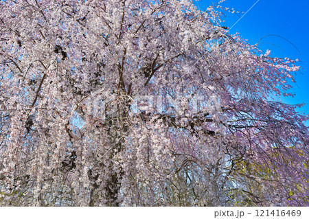 京都 円山公園の枝垂れ桜　祇園しだれ桜（祇園しだれ） 121416469