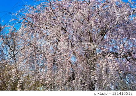 京都 円山公園の枝垂れ桜 祇園しだれ桜(祇園しだれ) 京都 円山公園の枝垂れ桜 祇園しだれ桜(祇園しだれ) 121416515