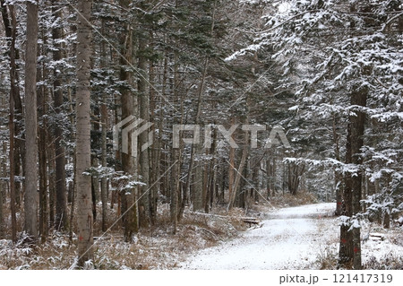 雪が積もった針葉樹林の道 雪が積もった針葉樹林の道 121417319