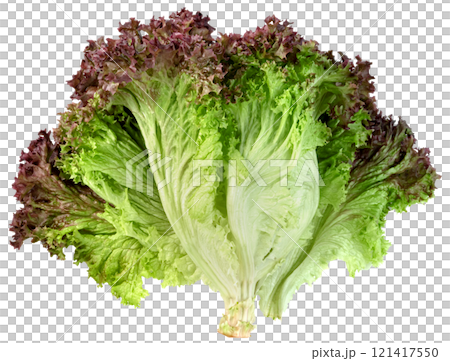 red coral lettuce isolated red coral lettuce isolated 121417550