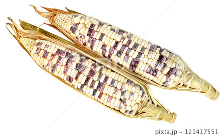 waxy corn isolated waxy corn isolated 121417551