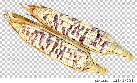 waxy corn isolated waxy corn isolated 121417551