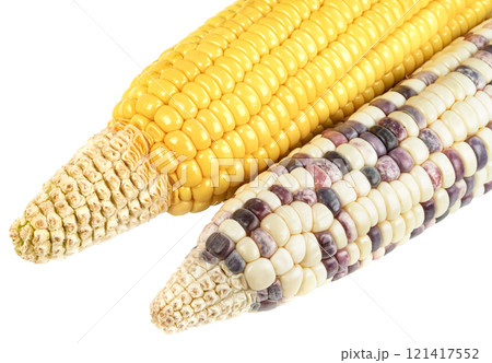 waxy corn isolated 121417552