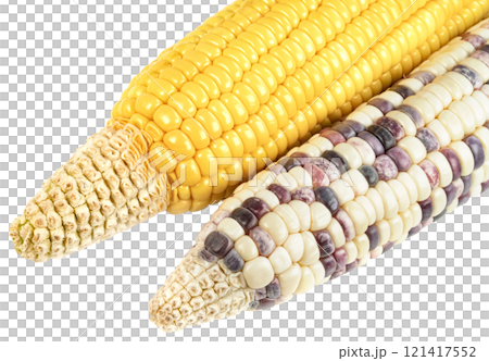 waxy corn isolated 121417552