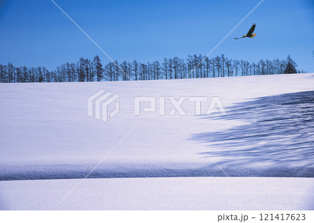厳冬期の道東地方の美しい雪景色 厳冬期の道東地方の美しい雪景色 121417623