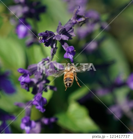 飛ぶミツバチ 121417737