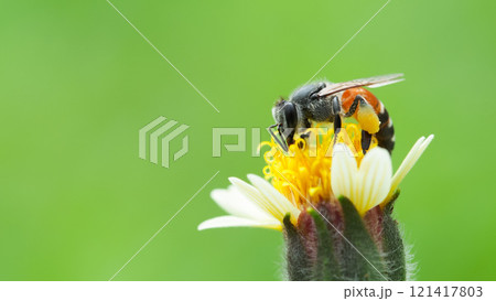 Bee Close-Up Feeding on Flower. A detailed macro shot of a bee collecting nectar from a yellow flower, surrounded by delicate white petals, set against a smooth green backdrop. 121417803