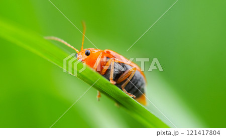 Orange Beetle on Green Blade. A vibrant macro image of an orange beetle with black markings perched on a bright green grass blade, set against a smooth green background. 121417804