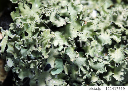 黒い棘が散在する緑青色の地衣類・ウメノキゴケ科トゲウメノキゴケ(自然光+ストロボ、マクロ接写) 黒い棘が散在する緑青色の地衣類・ウメノキゴケ科トゲウメノキゴケ(自然光+ストロボ、マクロ接写) 121417869