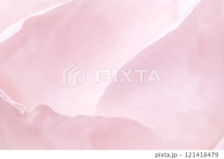 Abstract floral background, pink pale rose flower petals, soft focus. Macro flowers backdrop for holiday brand design Abstract floral background, pink pale rose flower petals, soft focus. Macro flowers backdrop for holiday brand design 121418479