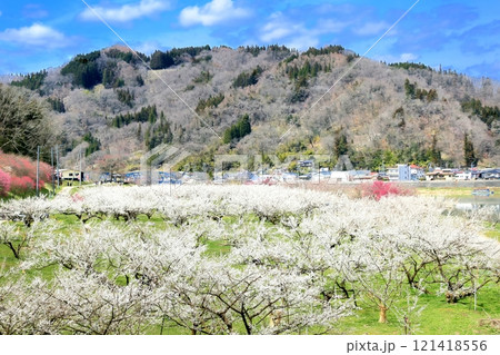 信州新町ろうかく梅園 121418556