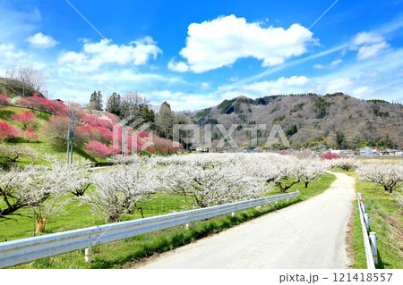 信州新町ろうかく梅園 121418557