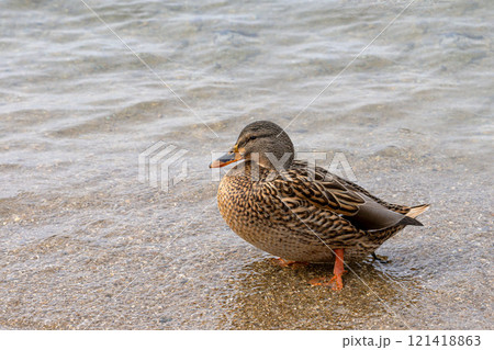 琵琶湖に渡ってきたマガモ 121418863