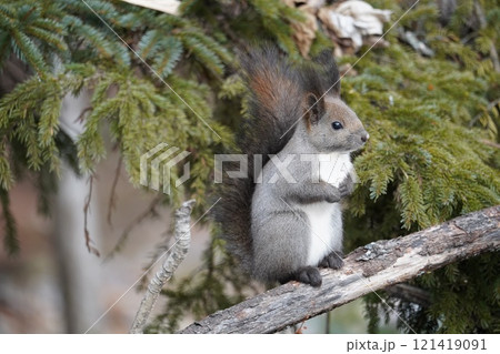 初冬の森のエゾリス 121419091