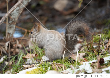 初冬の森のエゾリス 121419092