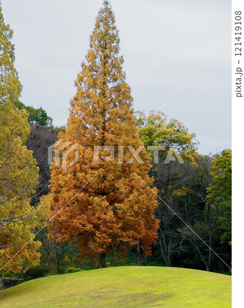 愛知県森林公園のメタセコイア 121419108