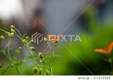 Butterfly on a red flower in the garden with green background 121419109