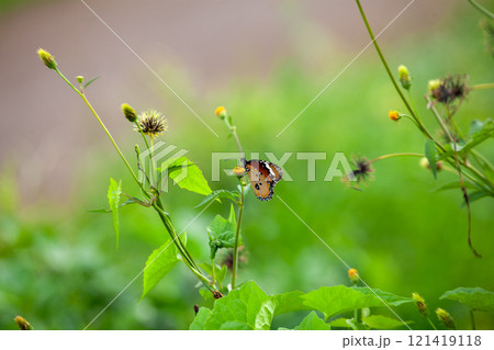 Butterfly on a red flower in the garden with green background 121419118