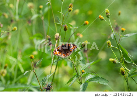 Butterfly on a red flower in the garden with green background Butterfly on a red flower in the garden with green background 121419125