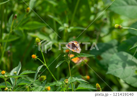 Butterfly on a red flower in the garden with green background Butterfly on a red flower in the garden with green background 121419140