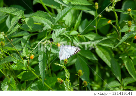 Butterfly on a red flower in the garden with green background 121419141