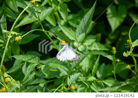 Butterfly on a red flower in the garden with green background Butterfly on a red flower in the garden with green background 121419142