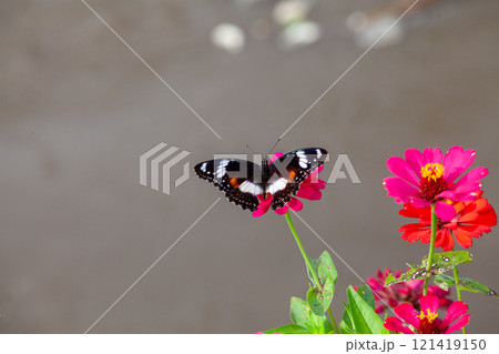Butterfly on a red flower in the garden with green background 121419150