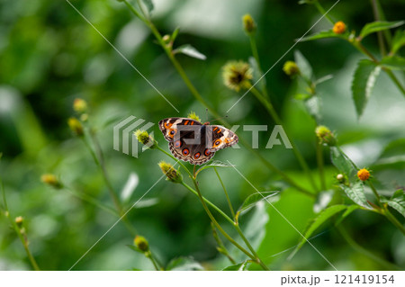 Butterfly on a red flower in the garden with green background Butterfly on a red flower in the garden with green background 121419154